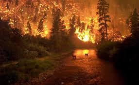 Image of a wildland fire burning with a river in the foreground.